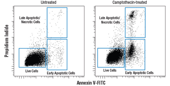 Annexin V-FITC Early Apoptosis Detection Kit #6592